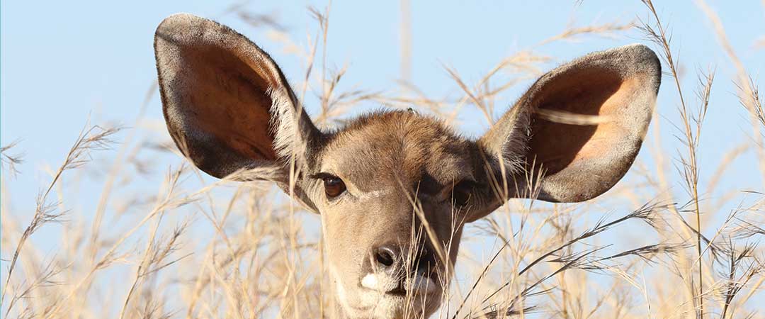 deer with big ears to listen
